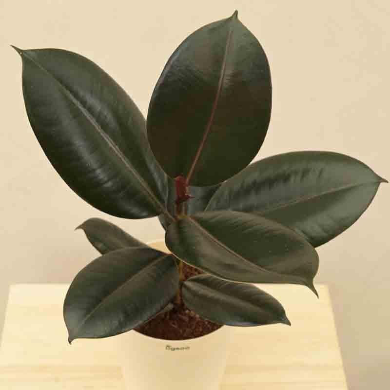 Buy Ugaoo Rubber Plant - Medium Live Plants from Vaaree