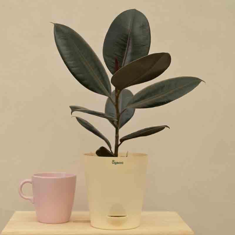 Buy Ugaoo Rubber Plant - Medium Live Plants from Vaaree