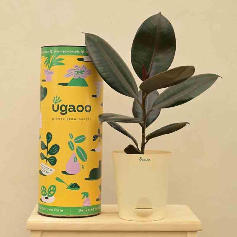 Buy Ugaoo Rubber Plant - Medium Live Plants from Vaaree