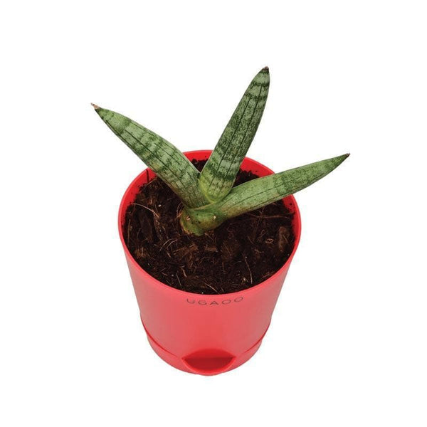 Buy Ugaoo Sansevieria Boncel Plant Live Plants from Vaaree