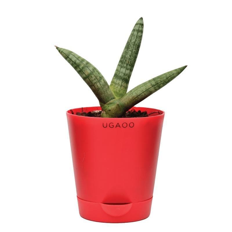 Buy Ugaoo Sansevieria Boncel Plant Live Plants from Vaaree