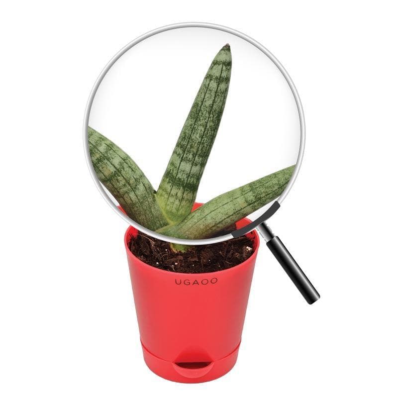 Buy Ugaoo Sansevieria Boncel Plant Live Plants from Vaaree