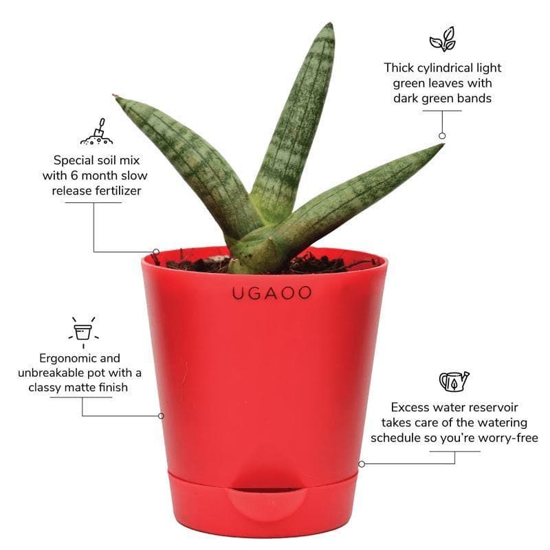 Buy Ugaoo Sansevieria Boncel Plant Live Plants from Vaaree