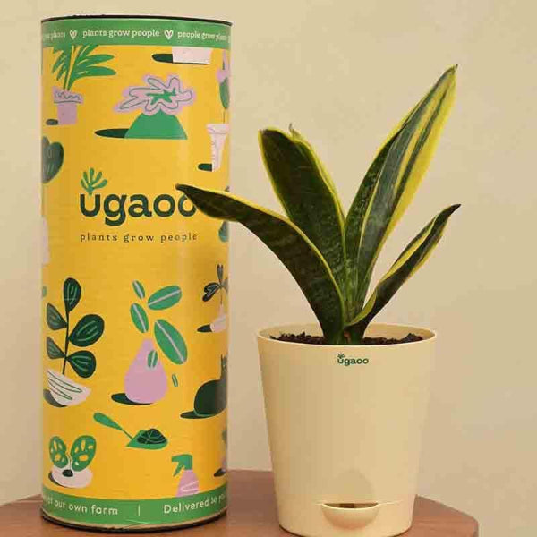 Buy Ugaoo Sansevieria Gold Flame Snake Plant Live Plants from Vaaree