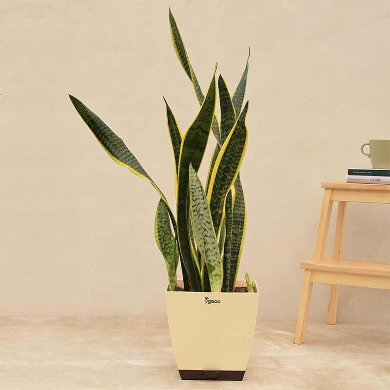 Buy Ugaoo Sansevieria Laurentii Plant - XL Live Plants from Vaaree