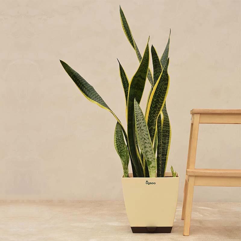 Buy Ugaoo Sansevieria Laurentii Plant - XL Live Plants from Vaaree