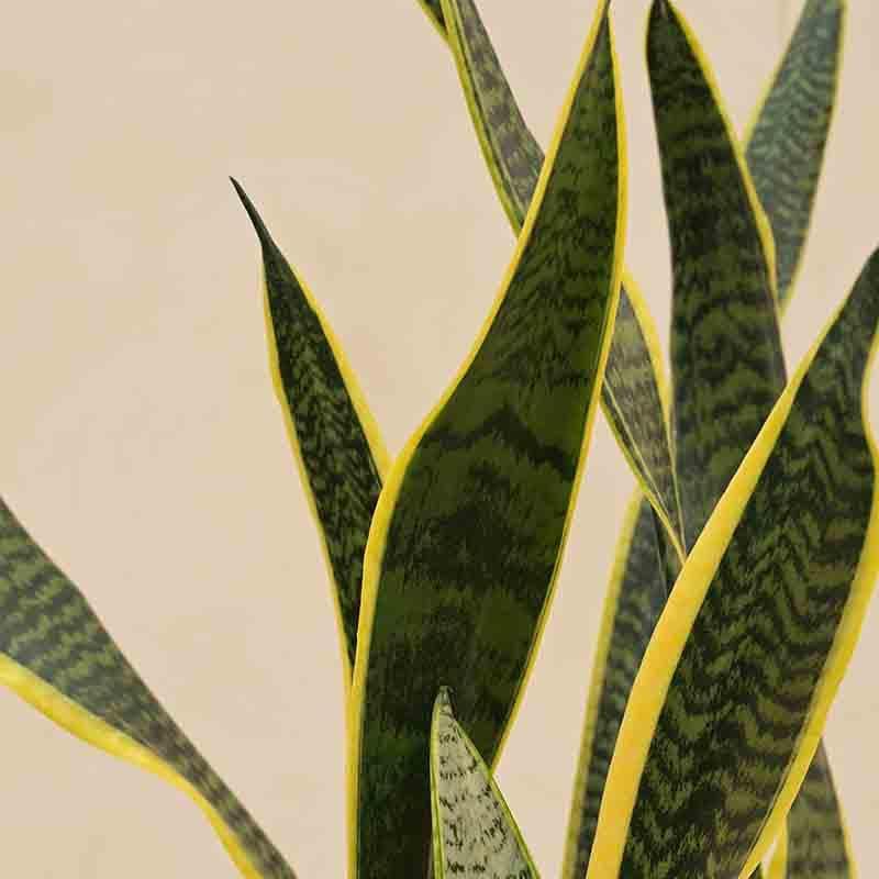 Buy Ugaoo Sansevieria Laurentii Plant - XL Live Plants from Vaaree