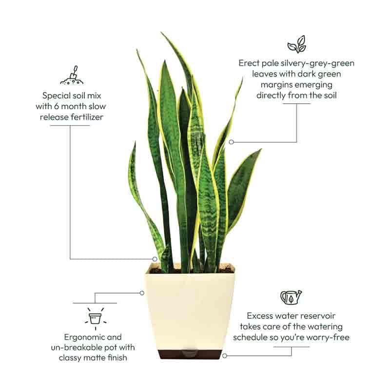 Buy Ugaoo Sansevieria Laurentii Plant - XL Live Plants from Vaaree