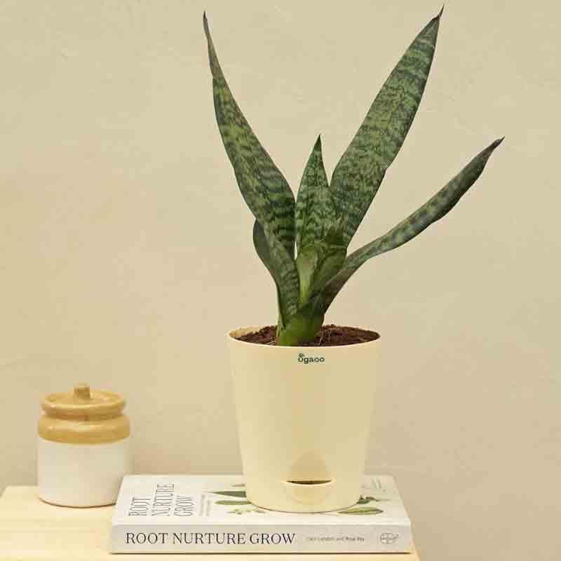 Buy Ugaoo Sansevieria Superba Green - Snake Plant Live Plants from Vaaree