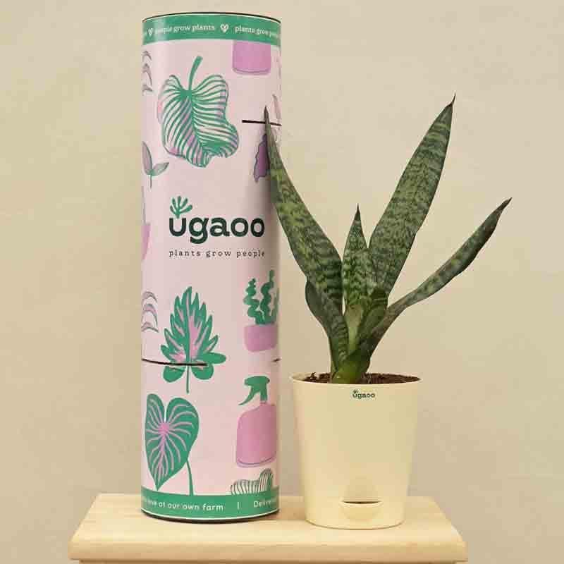 Buy Ugaoo Sansevieria Superba Green - Snake Plant Live Plants from Vaaree