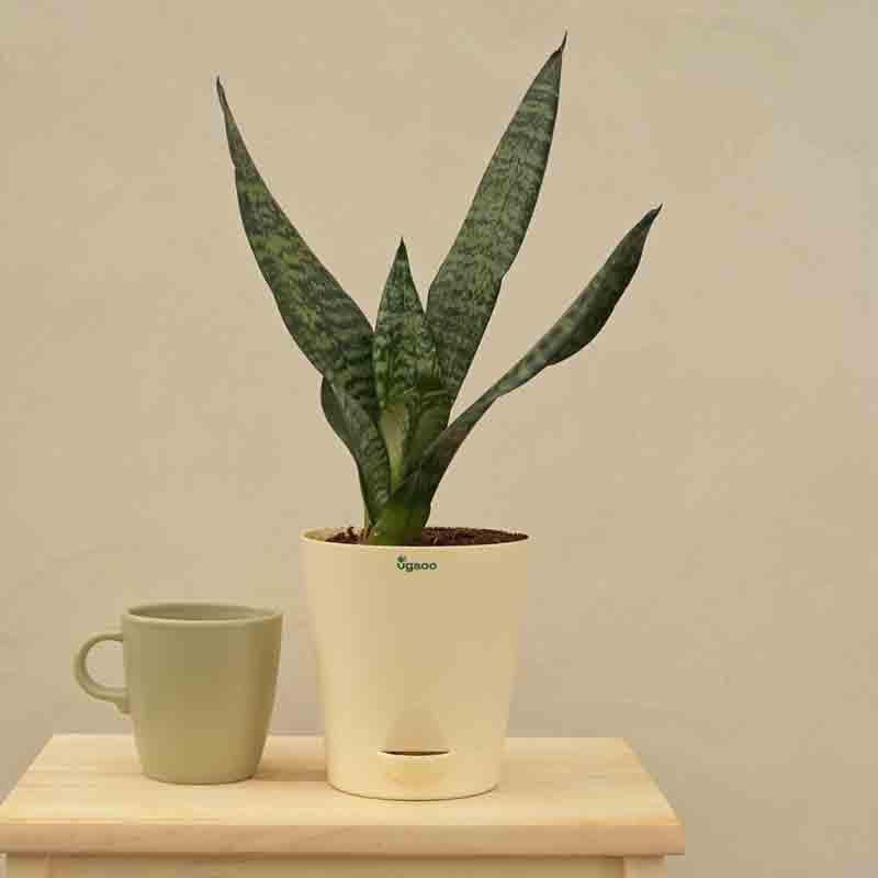 Buy Ugaoo Sansevieria Superba Green - Snake Plant Live Plants from Vaaree