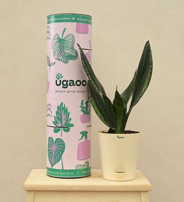 Buy Ugaoo Sansevieria Whitney - Snake Plant Live Plants from Vaaree