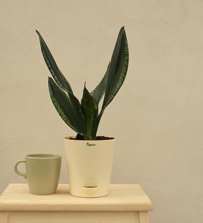 Buy Ugaoo Sansevieria Whitney - Snake Plant Live Plants from Vaaree