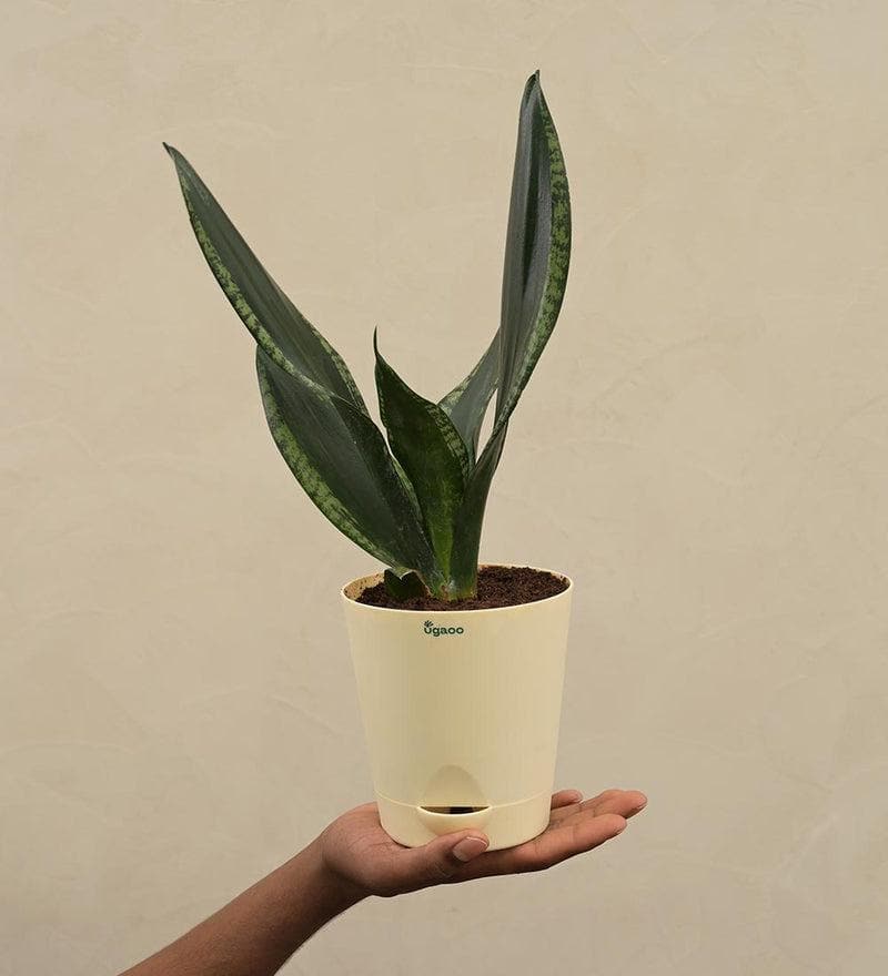 Buy Ugaoo Sansevieria Whitney - Snake Plant Live Plants from Vaaree