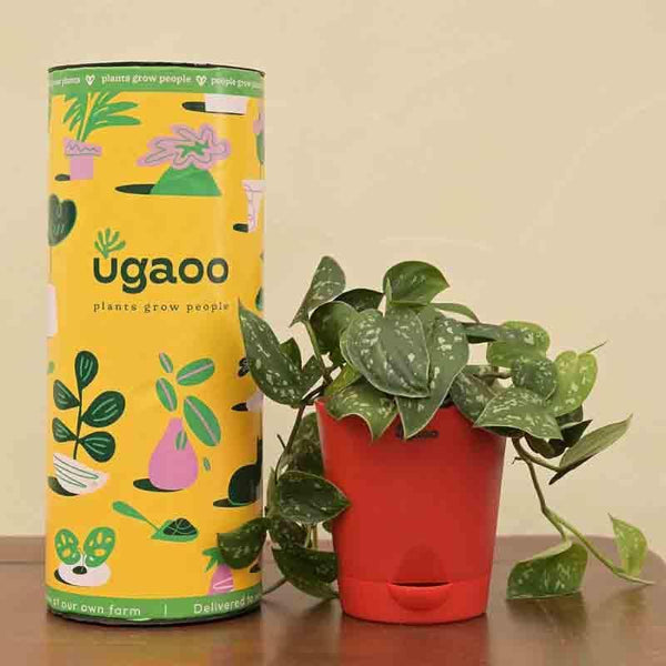 Buy Ugaoo Satin Pothos Argyraeus Plant Live Plants from Vaaree