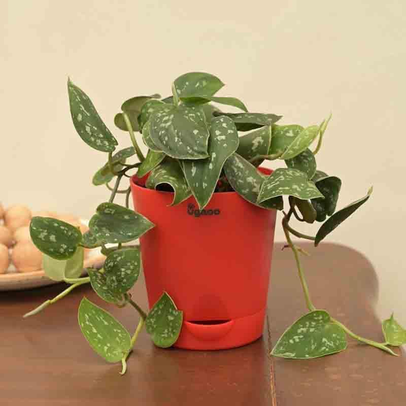 Buy Ugaoo Satin Pothos Argyraeus Plant Live Plants from Vaaree