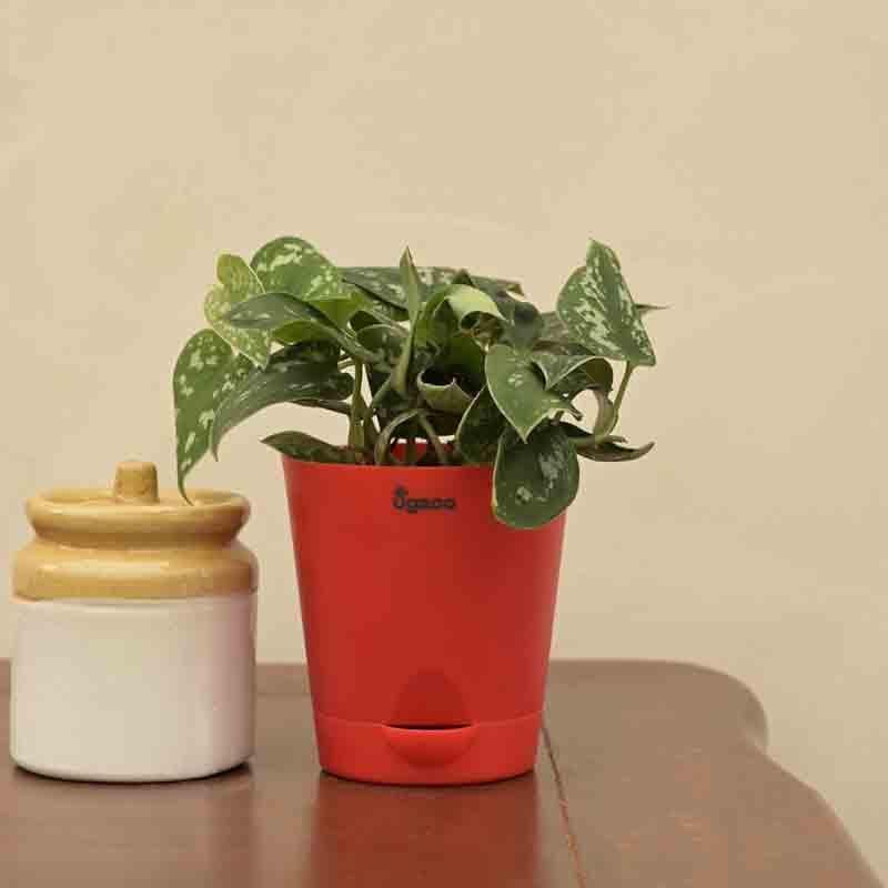 Buy Ugaoo Satin Pothos Argyraeus Plant Live Plants from Vaaree