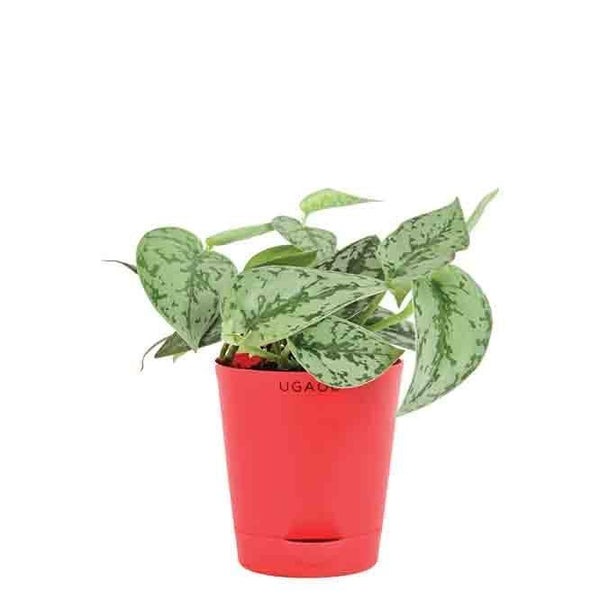 Buy Ugaoo Satin Silver Splash Plant Live Plants from Vaaree