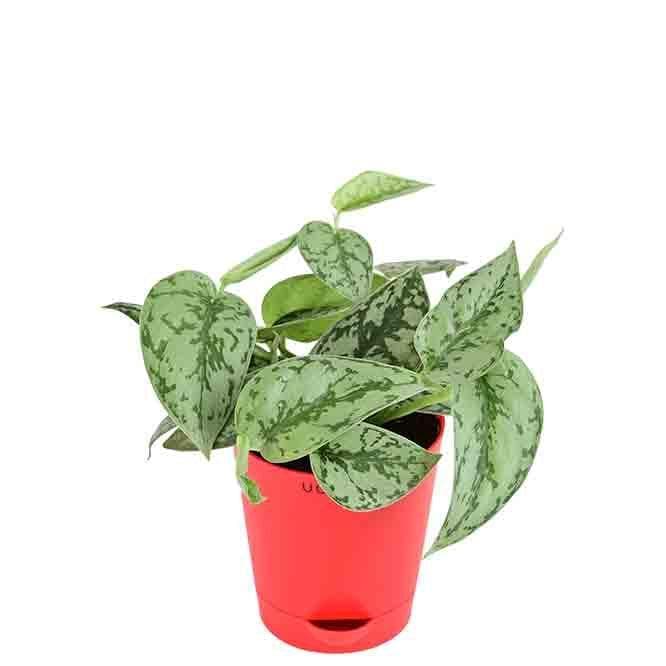 Buy Ugaoo Satin Silver Splash Plant Live Plants from Vaaree