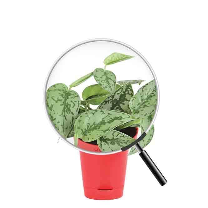 Buy Ugaoo Satin Silver Splash Plant Live Plants from Vaaree