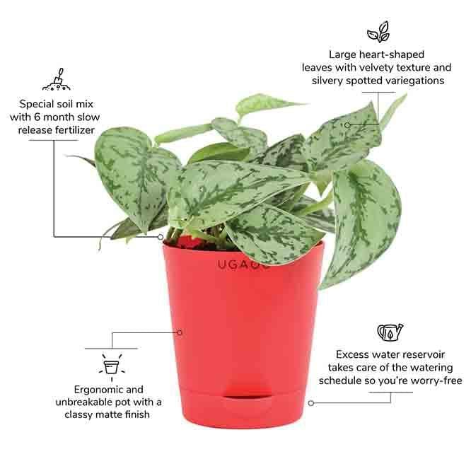 Buy Ugaoo Satin Silver Splash Plant Live Plants from Vaaree