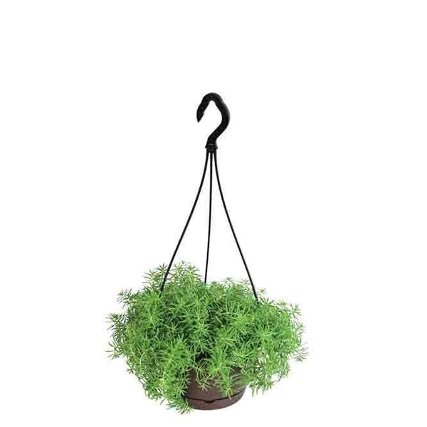 Buy Live Plants - Ugaoo Sedum Golden With Hanging Pot at Vaaree online