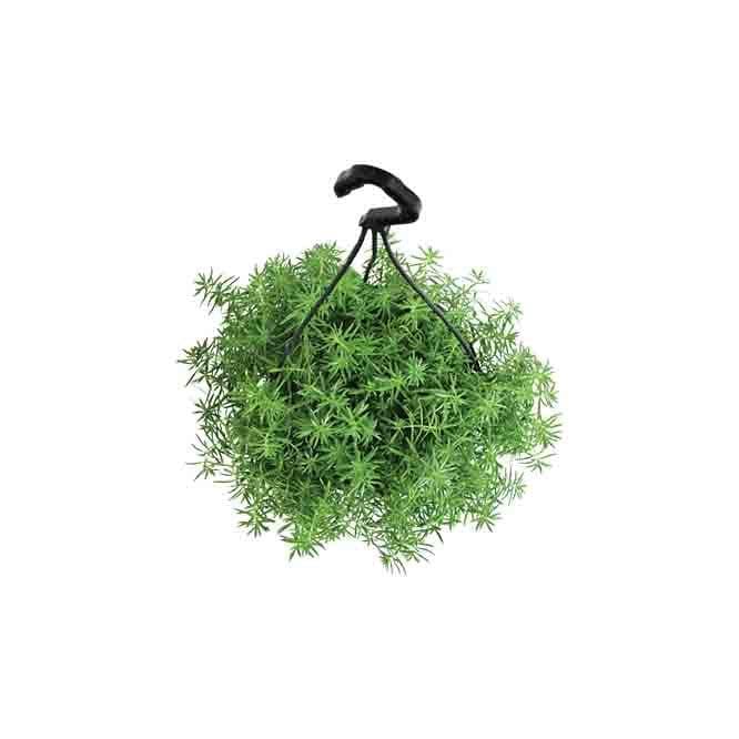 Buy Ugaoo Sedum Golden With Hanging Pot Live Plants from Vaaree