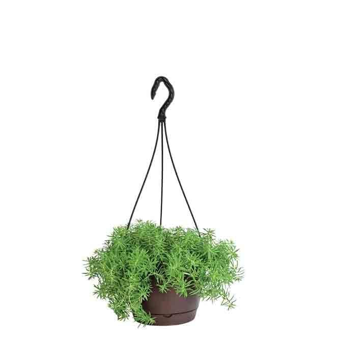 Buy Ugaoo Sedum Golden With Hanging Pot Live Plants from Vaaree