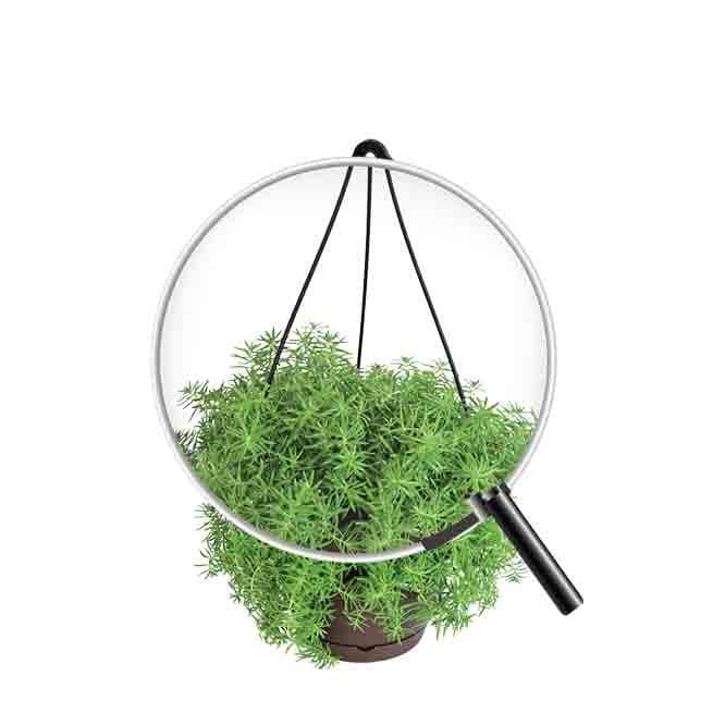 Buy Ugaoo Sedum Golden With Hanging Pot Live Plants from Vaaree