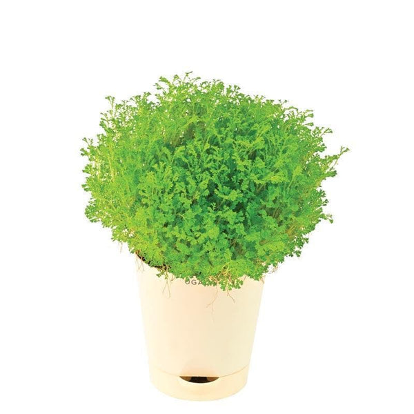 Buy Ugaoo Selaginella Fern Plant Live Plants from Vaaree