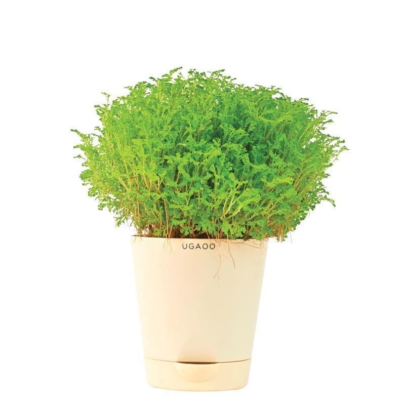 Buy Ugaoo Selaginella Fern Plant Live Plants from Vaaree