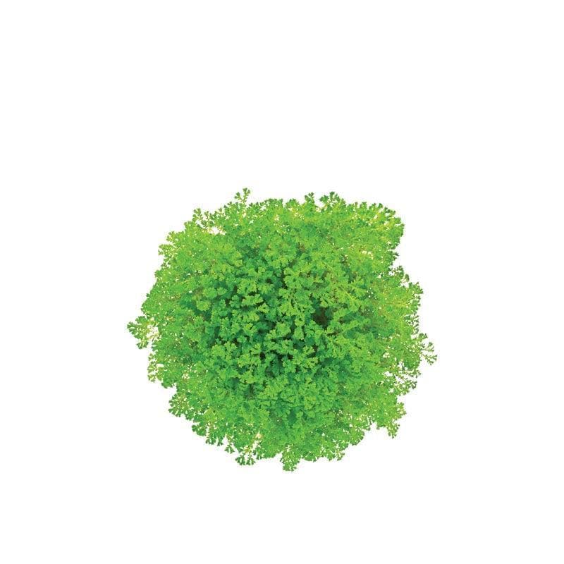 Buy Ugaoo Selaginella Fern Plant Live Plants from Vaaree