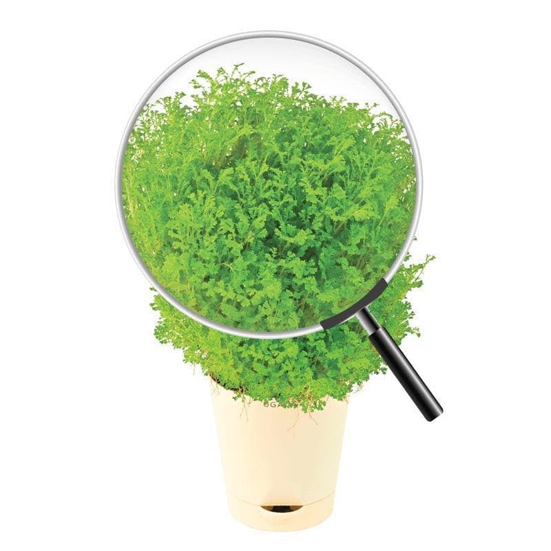 Buy Ugaoo Selaginella Fern Plant Live Plants from Vaaree