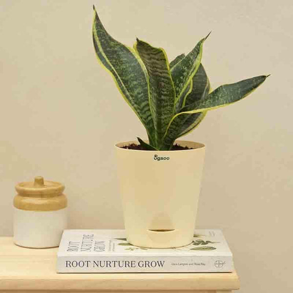 Buy Ugaoo Snake Plant - Futura Superba Live Plants from Vaaree