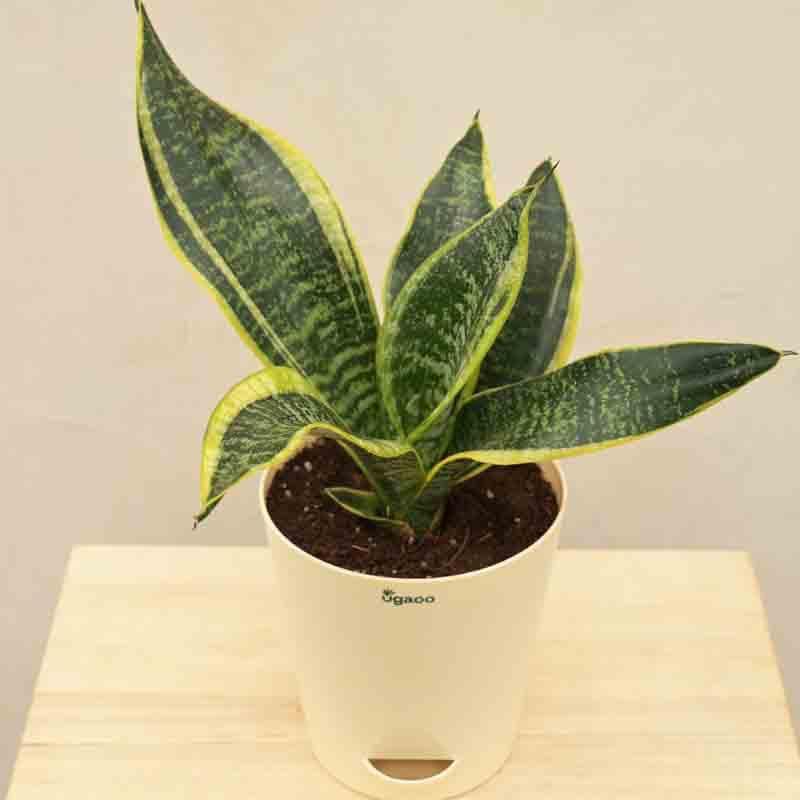 Buy Ugaoo Snake Plant - Futura Superba Live Plants from Vaaree