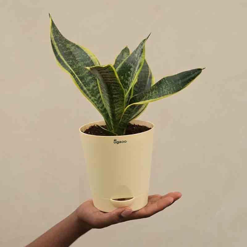 Buy Ugaoo Snake Plant - Futura Superba Live Plants from Vaaree