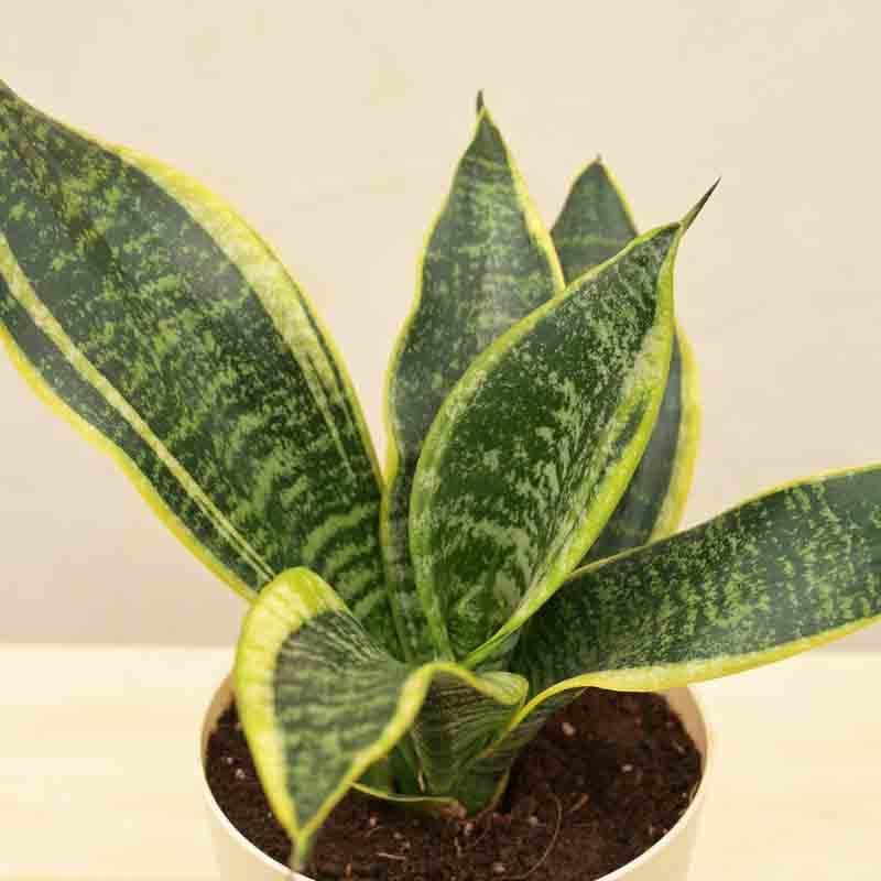 Buy Ugaoo Snake Plant - Futura Superba Live Plants from Vaaree