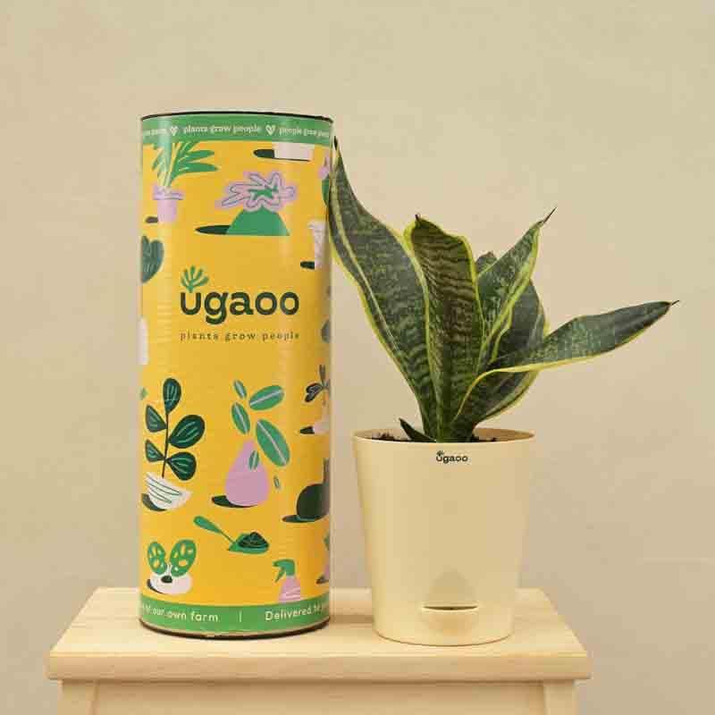 Buy Ugaoo Snake Plant - Futura Superba Live Plants from Vaaree