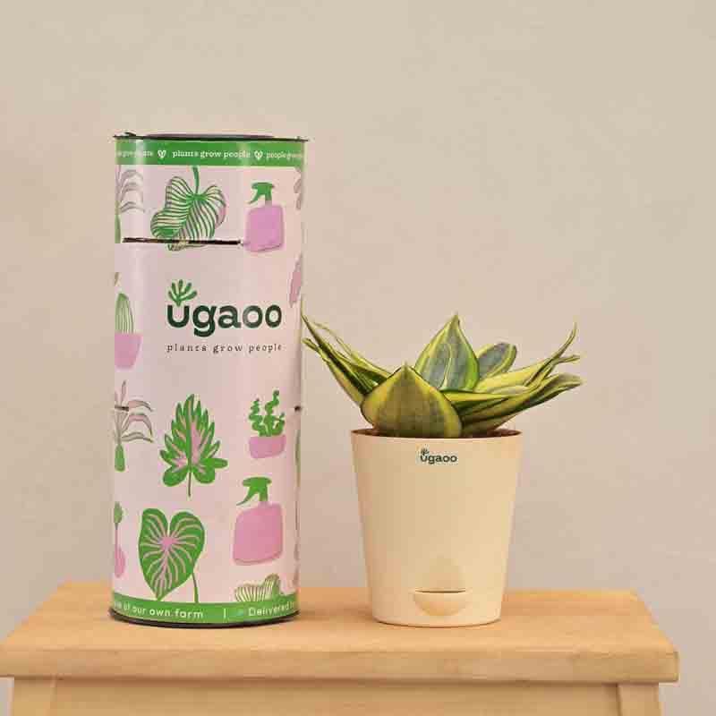 Buy Ugaoo Snake Plant - Golden Live Plants from Vaaree