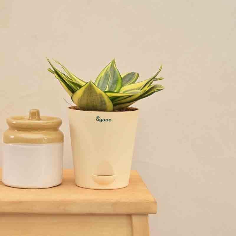 Buy Ugaoo Snake Plant - Golden Live Plants from Vaaree