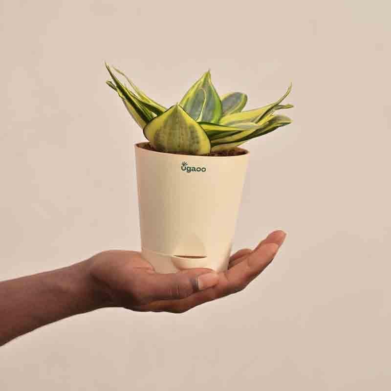 Buy Ugaoo Snake Plant - Golden Live Plants from Vaaree