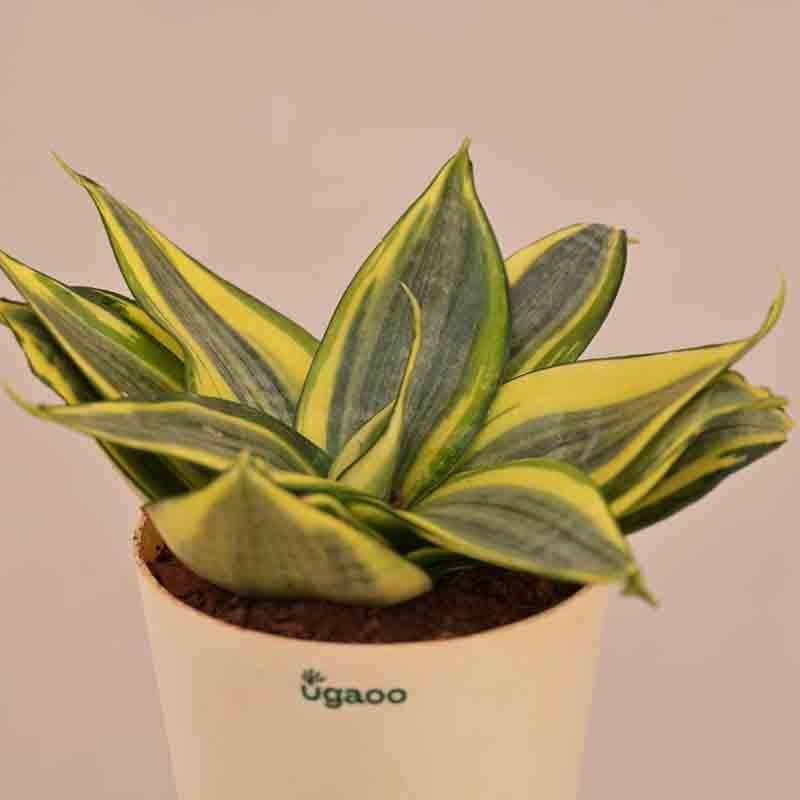 Buy Ugaoo Snake Plant - Golden Live Plants from Vaaree