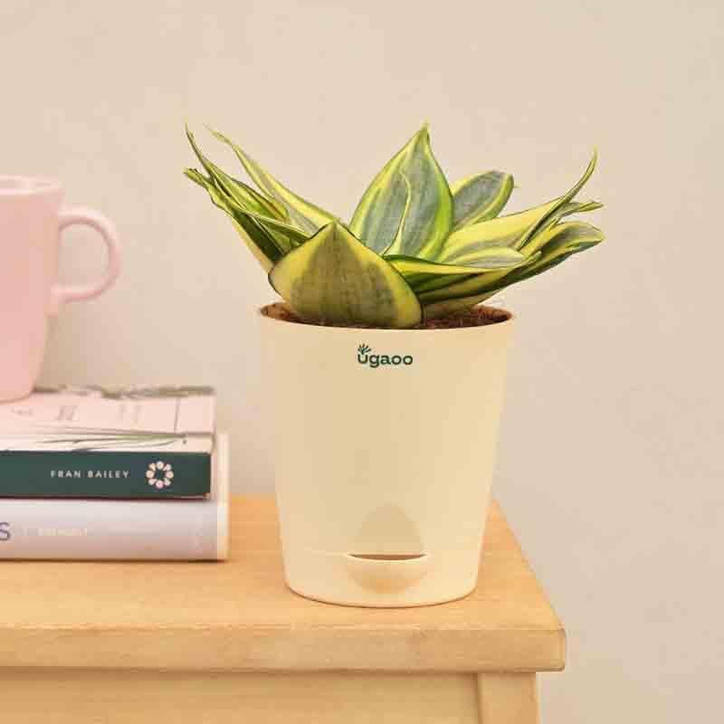 Buy Ugaoo Snake Plant - Golden Live Plants from Vaaree