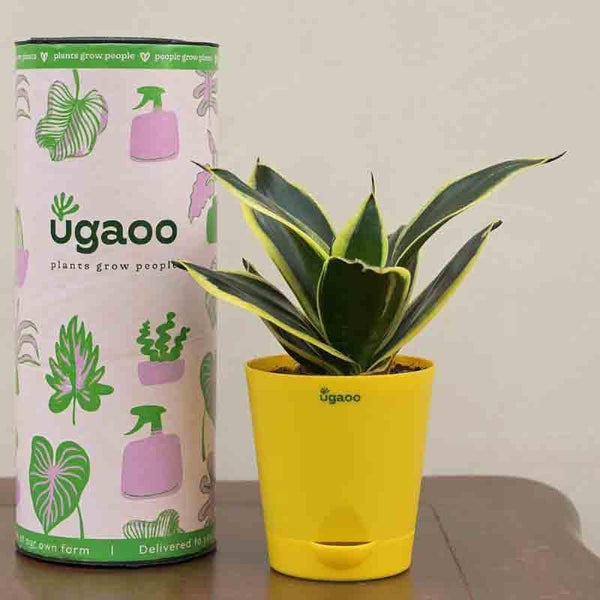 Buy Ugaoo Snake Plant - Golden Hahnii Live Plants from Vaaree