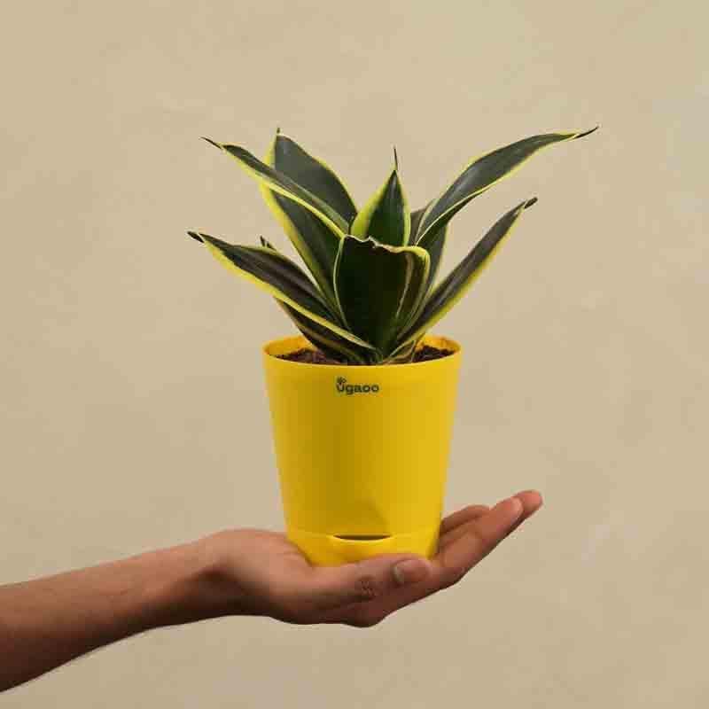 Buy Ugaoo Snake Plant - Golden Hahnii Live Plants from Vaaree