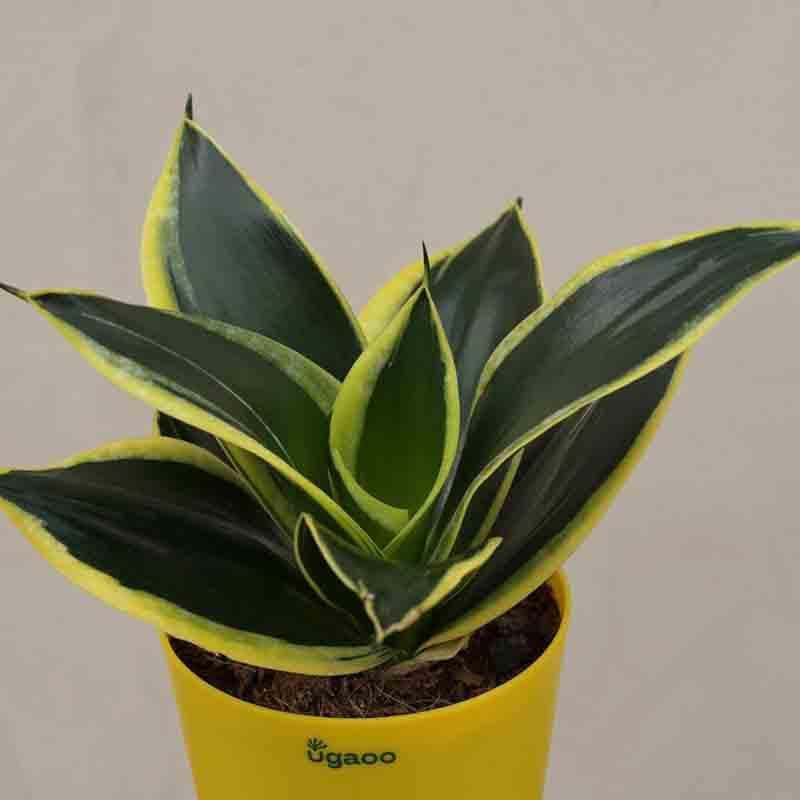 Buy Ugaoo Snake Plant - Golden Hahnii Live Plants from Vaaree