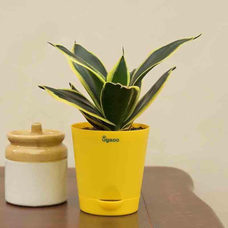 Buy Ugaoo Snake Plant - Golden Hahnii Live Plants from Vaaree