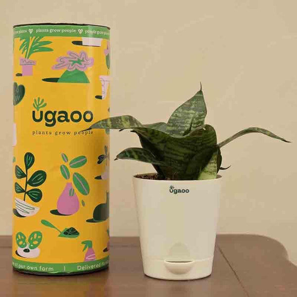 Buy Ugaoo Snake Plant - Green Live Plants from Vaaree