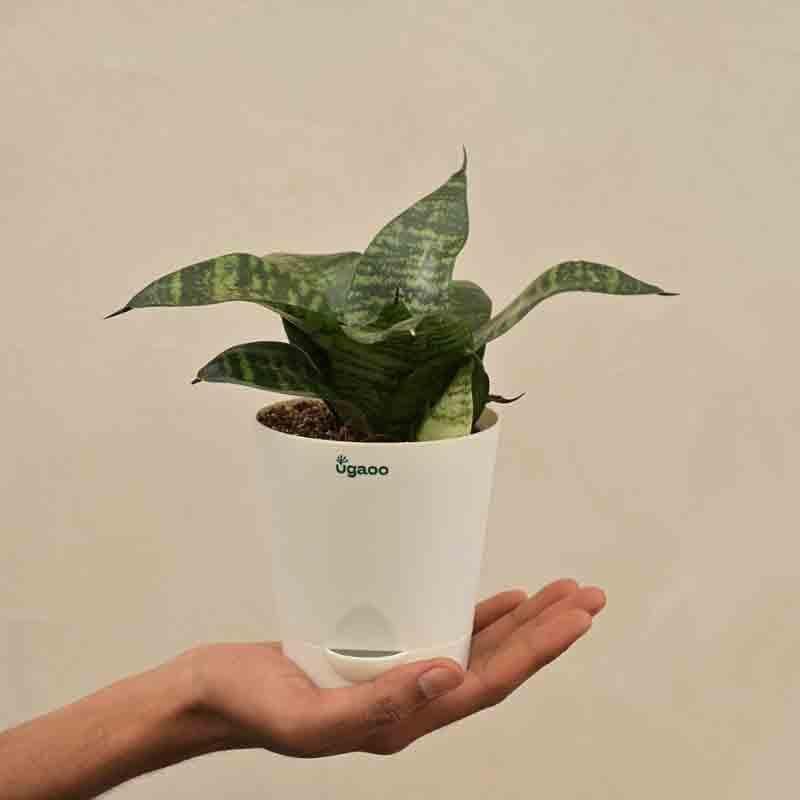 Buy Ugaoo Snake Plant - Green Live Plants from Vaaree