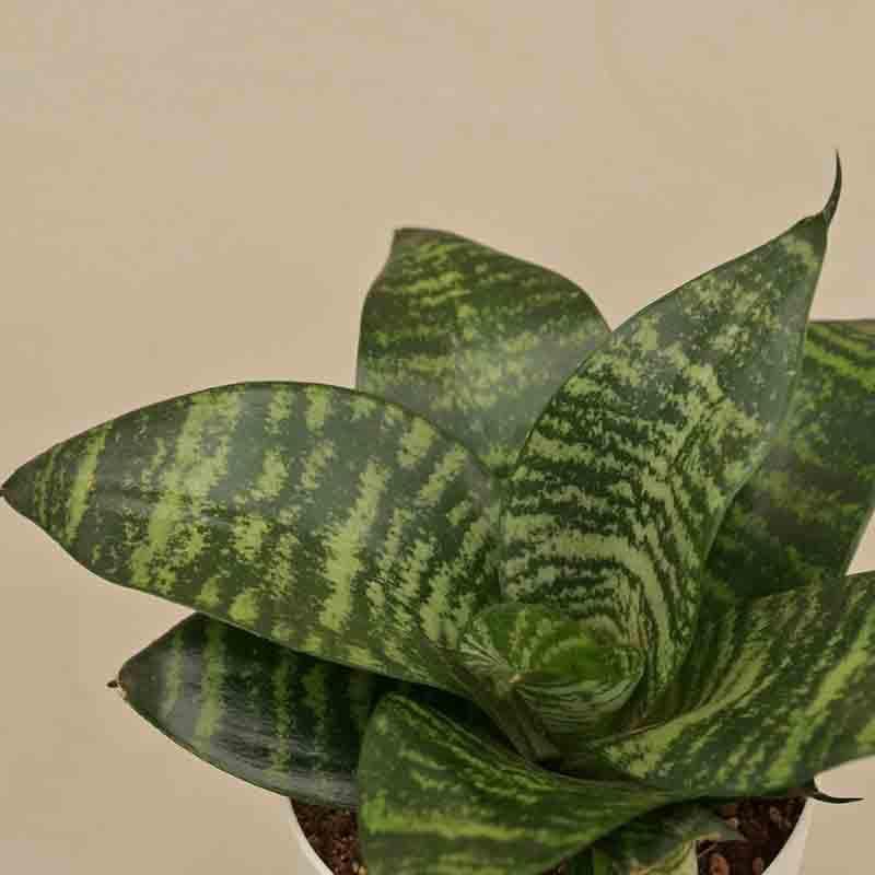 Buy Ugaoo Snake Plant - Green Live Plants from Vaaree